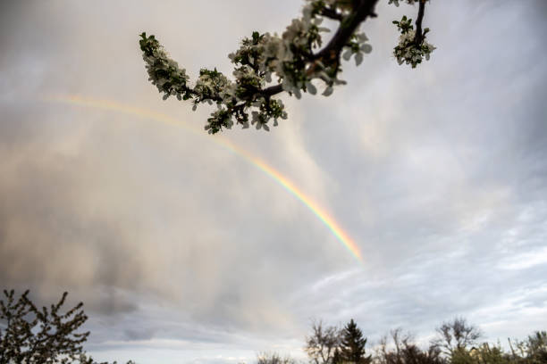 Tree, Field and Rainbow