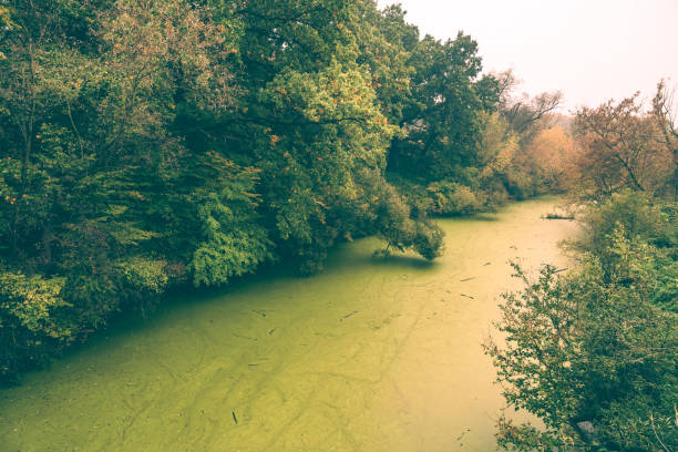 A scenic view of a swamp lined with lush greenery