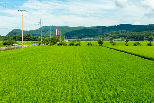 Rural landscape of green rice fields on a summer day