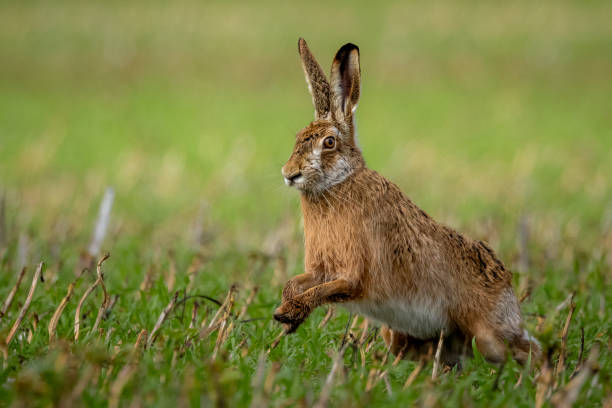 istock Fluffy brown hare in a lush green field 2007166615