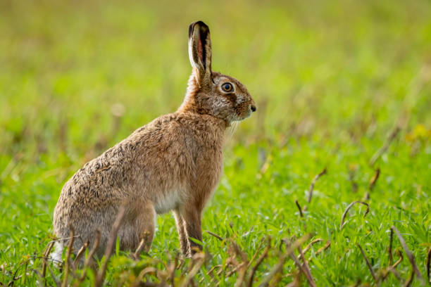 istock Fluffy brown hare in a lush green field 2007166905