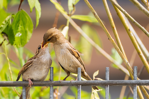 Adult sparrow feeding its chick perched on a metal fence.