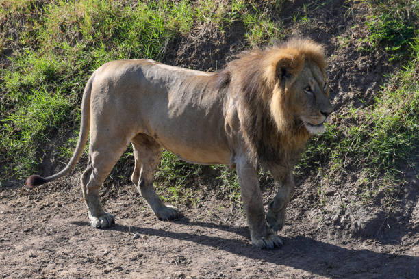 istock a big male lion in Maasai Mara NP 2007204554