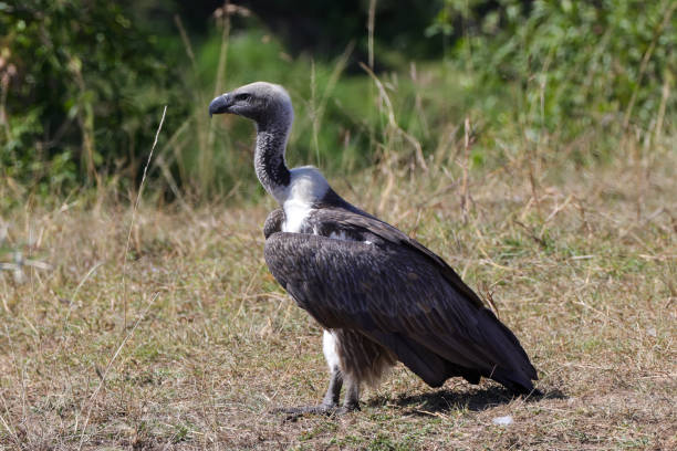istock a cape vulture in Maasai Mara NP 2007205634