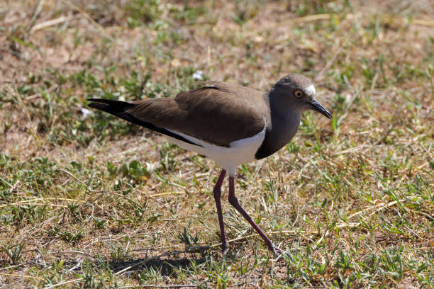 istock black winged lapwing in Maasai Mara NP 2007206167