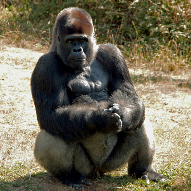 A male gorilla in a grassy meadow looking into the distance