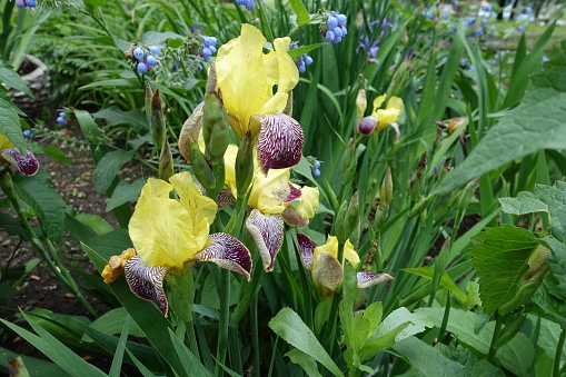 Yellow, purple and white flowers of Iris germanica in May