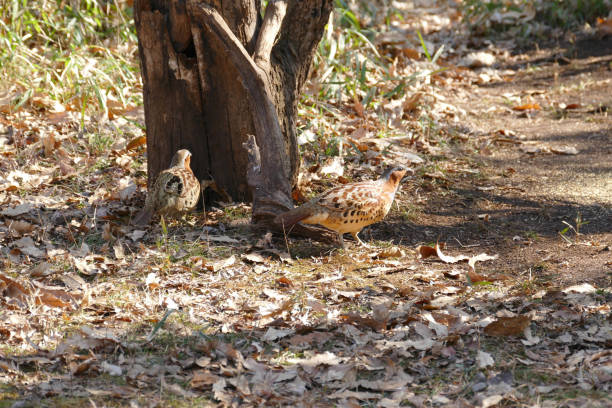 There are many wild birds living in Tokyo, the capital of Japan, just a short distance from the city.
