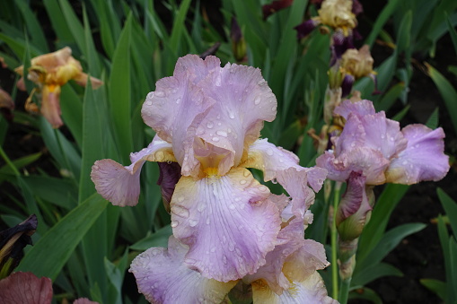 Dew on pink flowers of Iris germanica in May