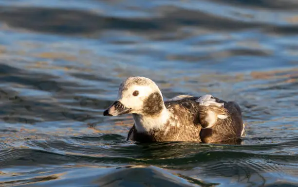 A long-tailed duck (Clangula hyemalis) feeding on the stickleback fish in the seabay at Saaremaa island, Estonia