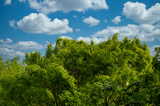Beautiful natural landscape with blue sky and green trees