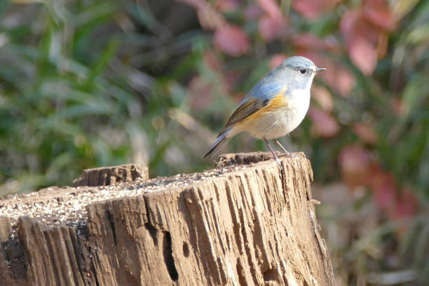 istock wild birds in tokyo 2007220644