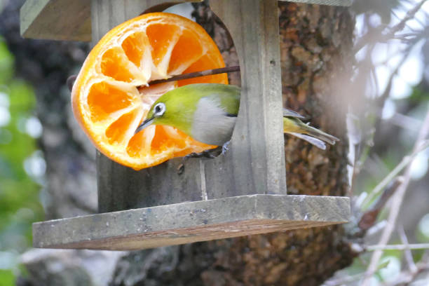 istock wild birds in tokyo 2007224415