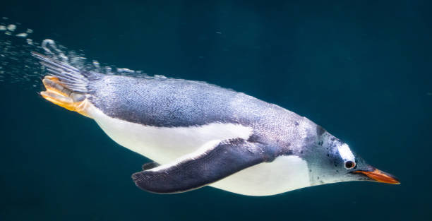 istock Gentoo penguin swimming through the water 2007230292