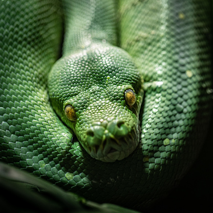 Beautiful wrapped green tree python lying on a branch
