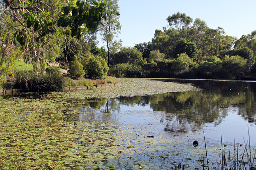 Tranquil pond with water and lily pads surrounded by trees at Koowin Drive Park in Gladstone, Queensland, Australia