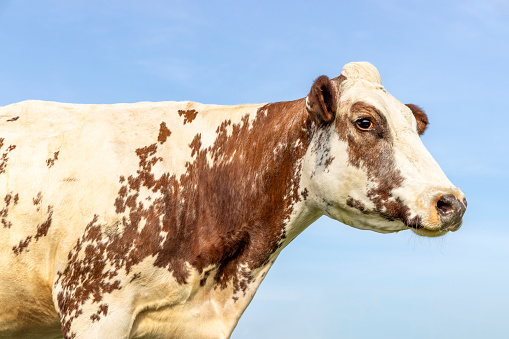 Cow portrait shot at farm