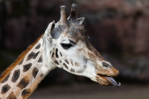 Giraffe sticks out Tongue