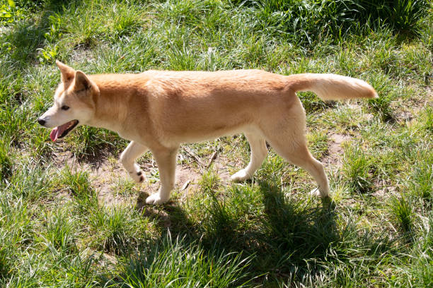 istock this is a side view of a golden dingo 2007264453