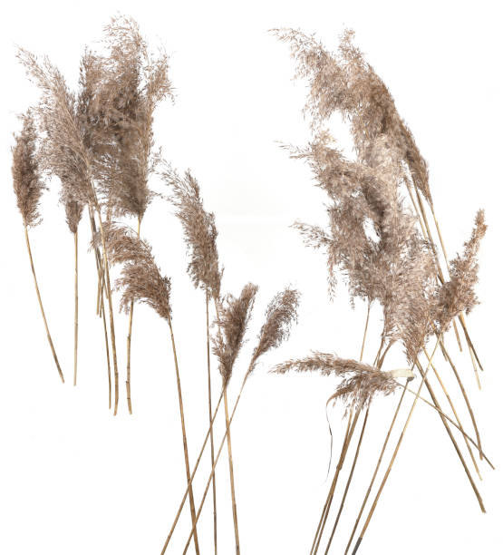 istock Dry reeds isolated on white background. 2007264970