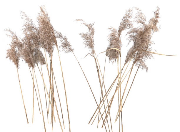 istock Dry reeds isolated on white background. 2007265218