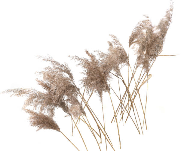istock Dry reeds isolated on white background. 2007266025