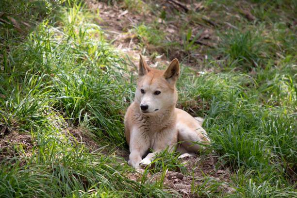 istock the dingo is resting in the tall grass 2007266620
