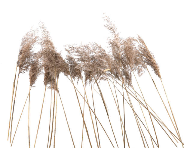 istock Dry reeds isolated on white background. 2007266623