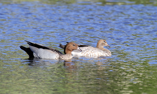 Male and female Australian wood maned ducks birds swimming in water