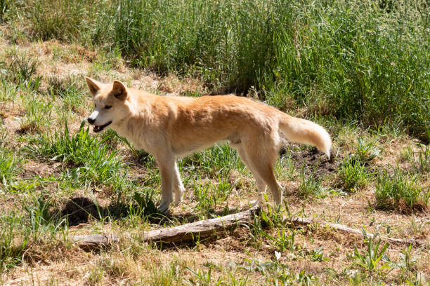 istock this is a side view of a golden dingo 2007269405