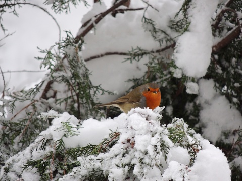Robins are often found at feeding places in winter.