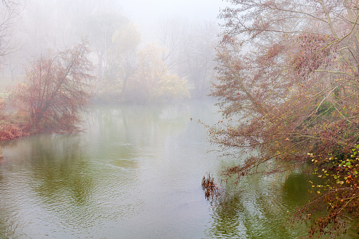 River landscape on a foggy day framed by the vegetation and trees on the banks. Art scene with a river, vegetation and trees on a very foggy day with a blurred background.