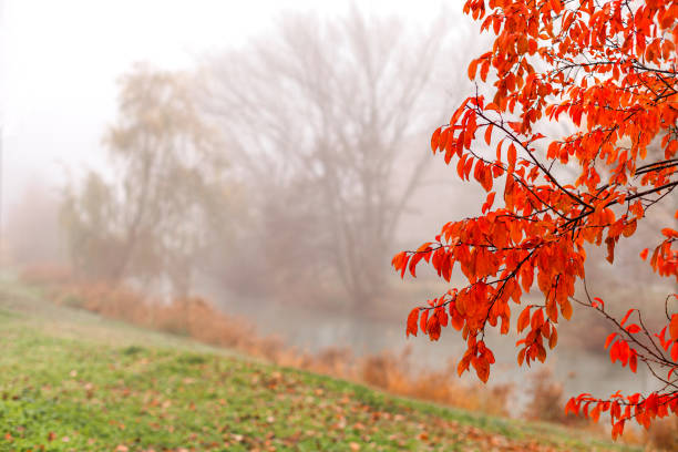 Natural scene of a foggy day framed by red leaves in the foreground. Natural scene of a foggy day framed by red leaves in the foreground. Landscape of a park on the banks of a river with red autumn leaves that frame the photo and a background blurred by the effect of fog. creación stock pictures, royalty-free photos & images