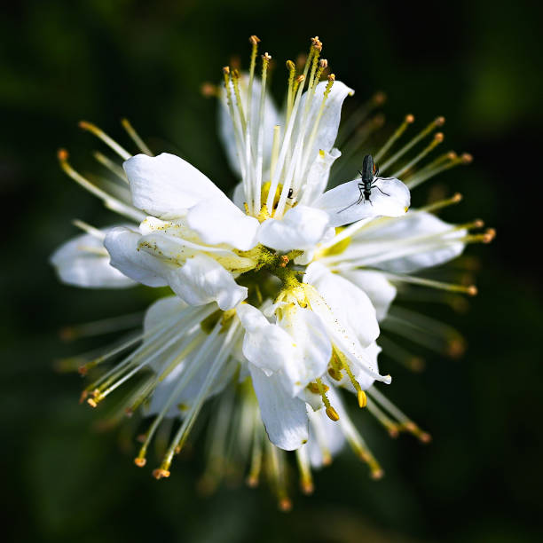 A fly hovers near a delicate white flower nestled within a lush green bush