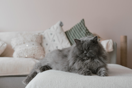 One persian cat lying on a sofa and sleeping. Pet relaxing in the living room