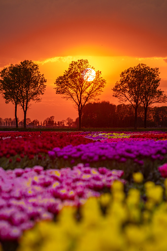 Amazing view of dramatic spring landscape scene on the blooming tulips flowers farm in front of a Traditional Dutch wooden with a row of trees and setting sun or sunrise in the background in Nord Holland, Europe.