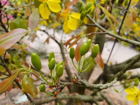 Close up of yellow apricot blossom buds or ochna integerrima buds in the garden at Mekong Delta Vietnam.