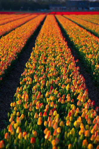 A breathtaking tapestry unfolds as fields in the Netherlands burst into a riot of color with exotic yellow-red tulips gracefully swaying in the April breeze. Nature's masterpiece, where the vibrant blooms and lush green leaves create a mesmerizing background, showcasing the unparalleled beauty of spring in the Dutch countryside