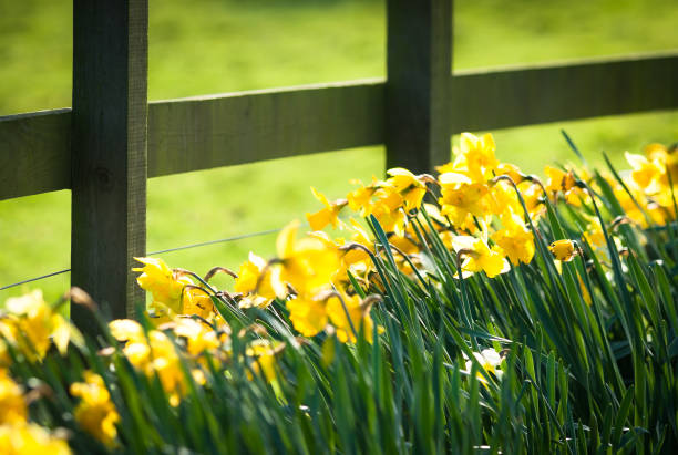 Daffodils bloom alongside a fence in a neighboring field