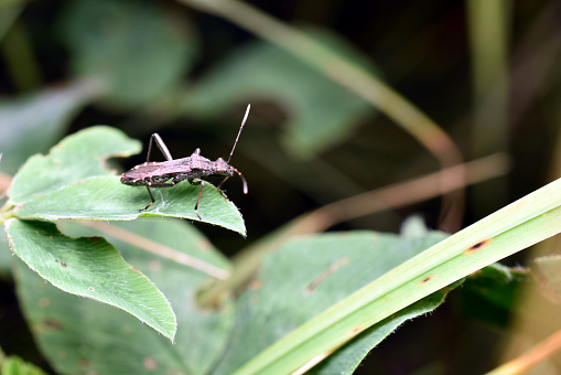 A gray assassin beetle or predator beetle hides among the leaves.