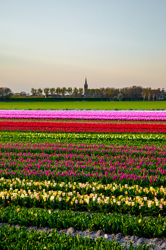 Amazing view of dramatic spring landscape scene on the blooming tulips flowers farm in front of a Traditional Dutch wooden with a row of trees in the background in Nord Holland, Europe.
