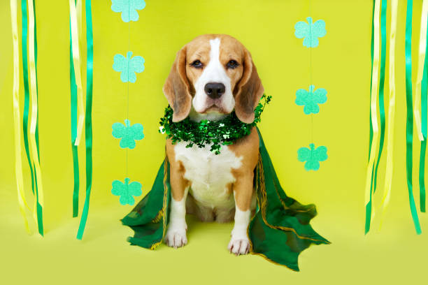 un divertido perro beagle disfrazado de carnaval para la festividad irlandesa del día de san patricio. - st patricks day dog irish culture leprechaun fotografías e imágenes de stock