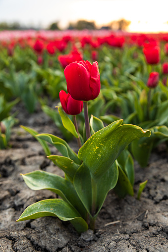 Amidst the vibrant tulip fields of Holland, a solitary red colour tulip blossom with green leaves stands out, shining even in its solitude. This image reflects the uniqueness and elegance of this particular flower amidst the lively colors of the field. In the famous landscapes of Holland, the beauty and distinctiveness of a single flower shining alone are truly remarkable