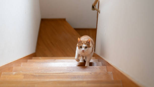 istock cat climbing the stairs 2007323499