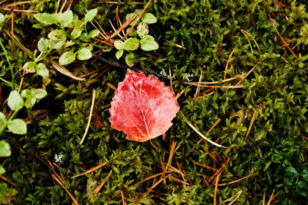 A red autumn leaf lies on a green moss