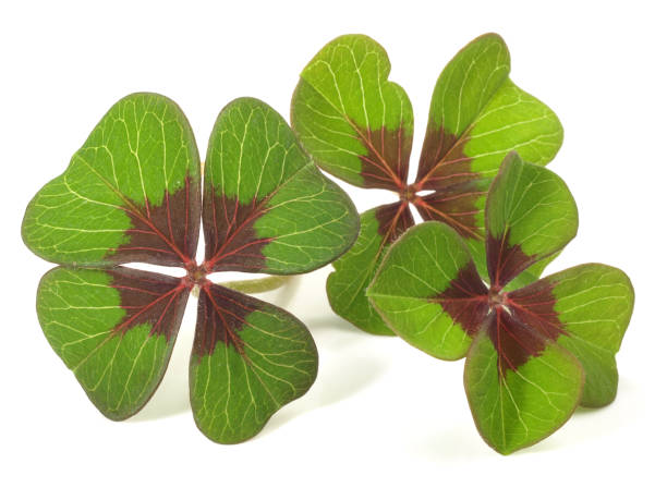 istock Shamrock Leaves isolated on white Background 2007349074