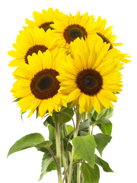 istock Group of Sunflowers on white Background - Isolated 2007351248