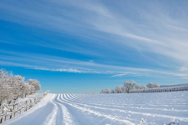 A breathtaking winter landscape featuring a vast snow-covered field under a crisp blue sky. The long shadows of leafless trees stretch across the glistening snow, creating a mesmerizing contrast between light and dark. In the distance, a beautiful church stands surrounded by bare trees, adding a sense of peace, spirituality, and timelessness to the scene. The subtle mist over the horizon enhances the depth, giving the image a dreamy, tranquil atmosphere, perfect for evoking a sense of serenity and winter solitude.