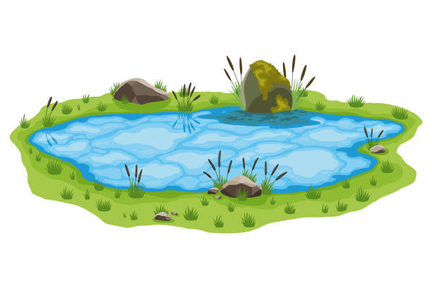 illustrations, cliparts, dessins animés et icônes de picturesque natural pond. concept of open small swamp lake. water pond with reeds and stone. natural countryside landscape. multicolour game scene - urban scene small city banner
