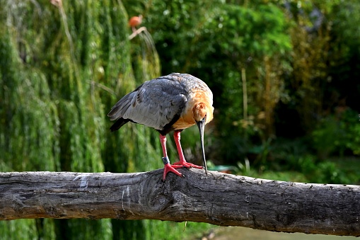 These are wild birds that live in zoo.